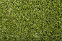 Искусственная трава Condor Blossom 3020 30 фото 1 | FLOORDEALER